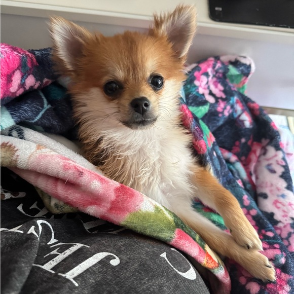 Meet my babies 🐕🐕🐕🥰 - Picture 3 of 4